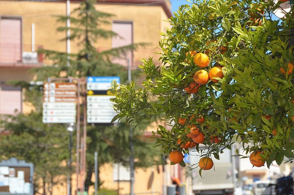 Il Giardino degli Agrumi