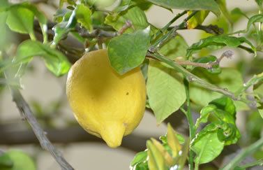 Il Limone Appartamenti