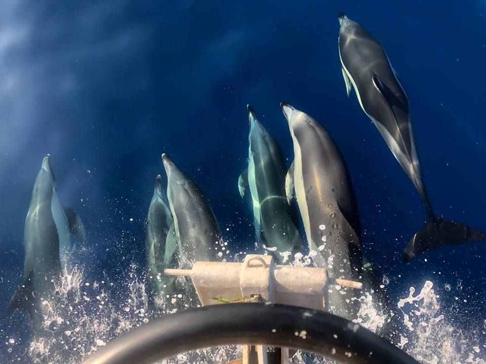 Escursioni in barca con GAETANO